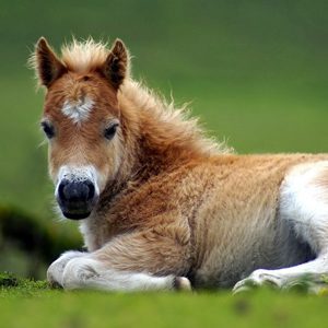 Paarden en pony's | Bata4en uw dierenarts | Haaften en Ophemert