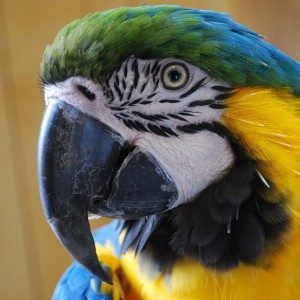 Papegaai | Bata4en uw dierenarts | Haaften en Ophemert