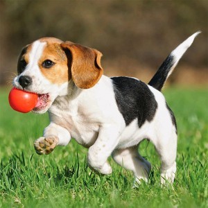 Rennende puppy met bal | Bata4en uw dierenarts | Haaften