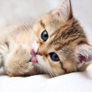 Katten | Bata4en uw dierenarts | Haaften